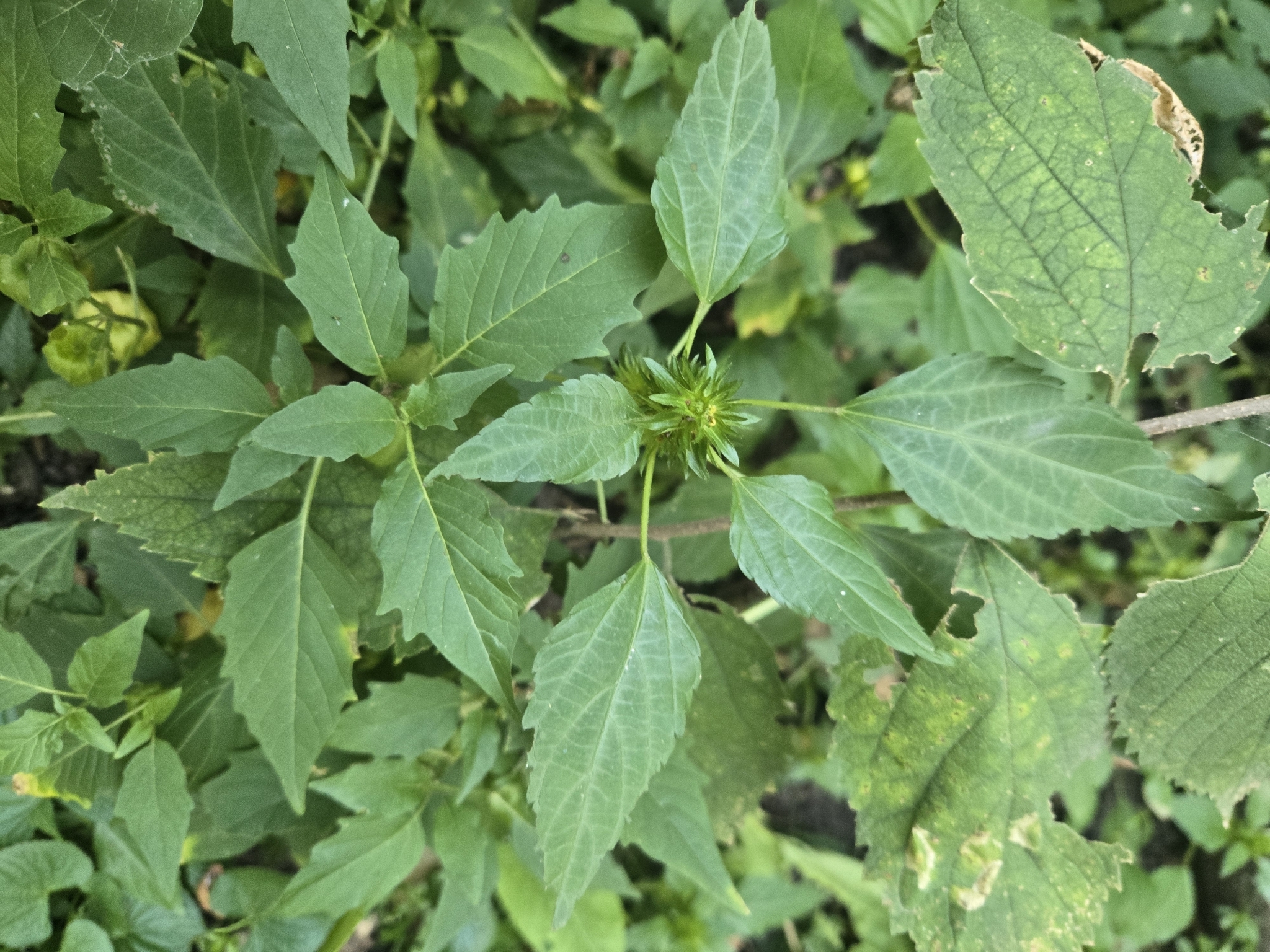 Acalypha rhombifolia Schltdl. 2