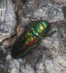 Chrysophana placida