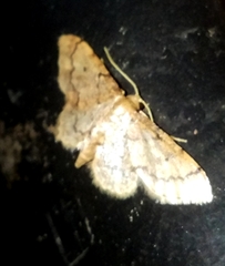 Idaea productata