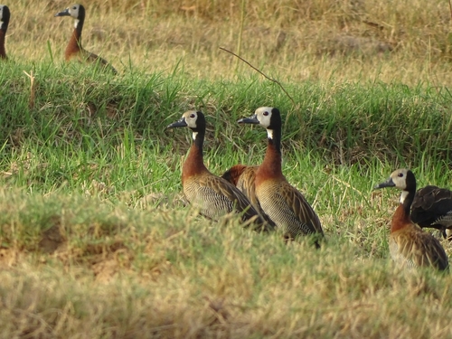 White-faced Whistling-Duck
