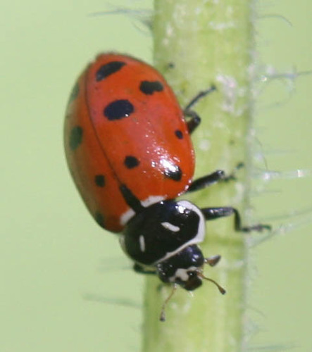 iNaturalist observation photo of Convergent Lady Beetle