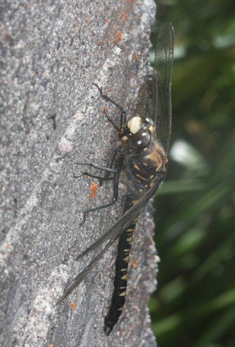 iNaturalist observation photo of Black Petaltail
