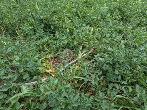 Tiger Snake sighting