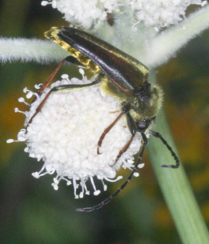 Lepturobosca chrysocoma