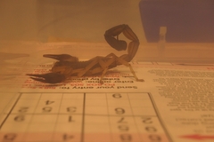 Centruroides margaritatus