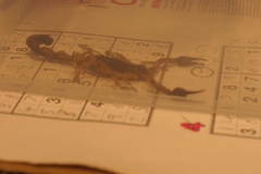 Centruroides margaritatus