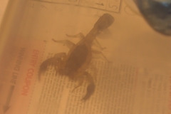 Centruroides margaritatus