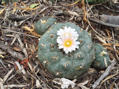 Lophophora williamsii