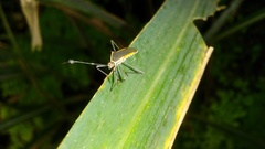 Plapigus circumcinctus