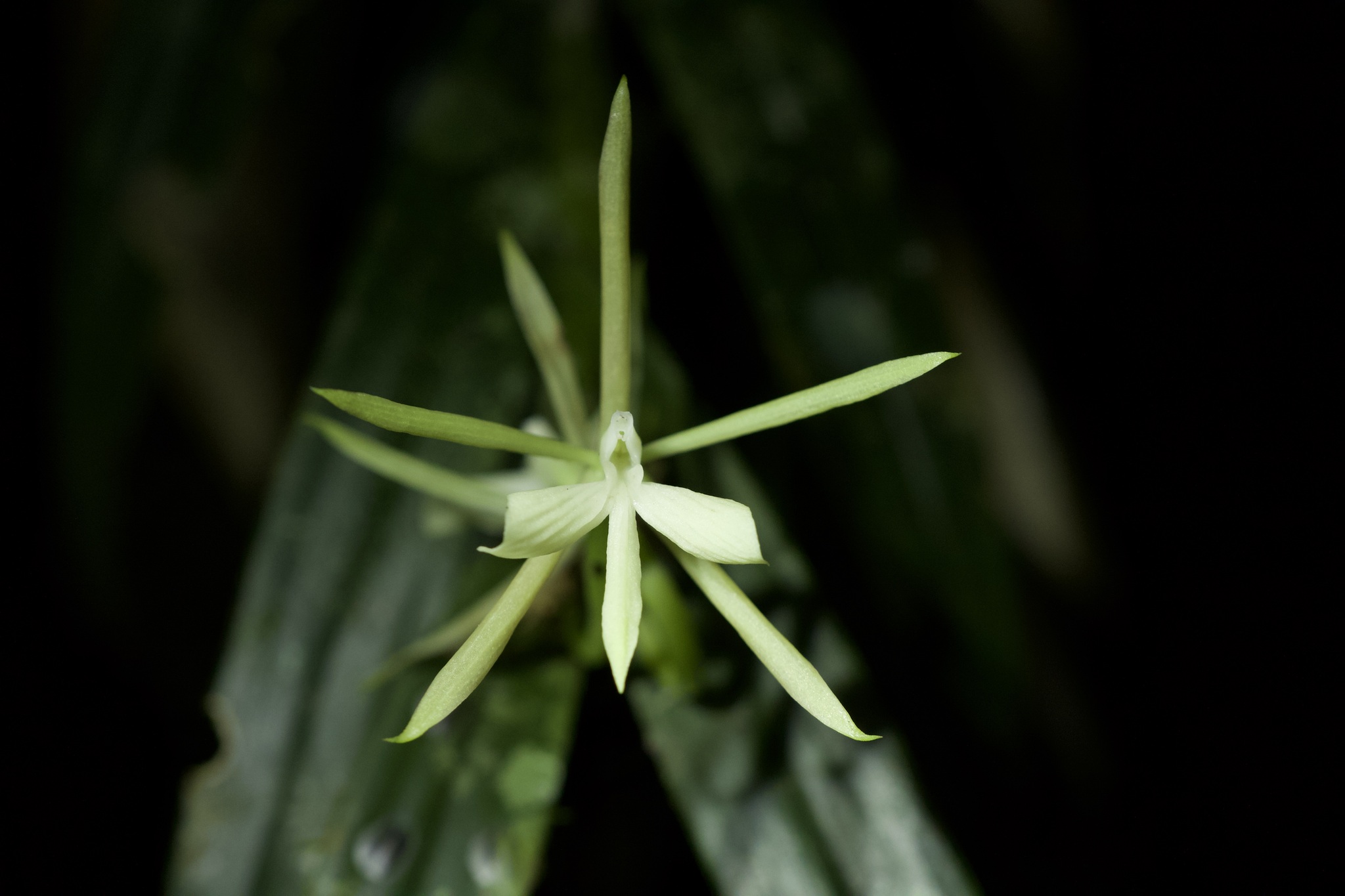 Epidendrum mininocturnum Dodson 3