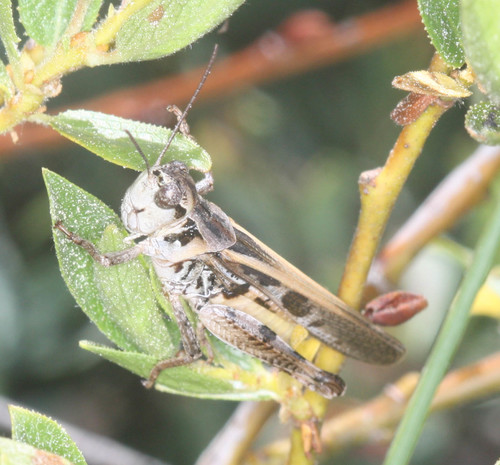 iNaturalist observation photo of Clear-winged Grasshopper