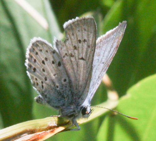 iNaturalist observation photo of Icaricia
