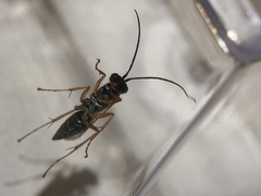 Auplopus mellipes