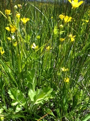 Ranunculus orthorhynchus