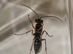 Auplopus mellipes