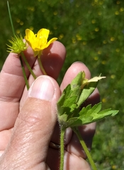 Ranunculus orthorhynchus