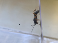 Auplopus mellipes