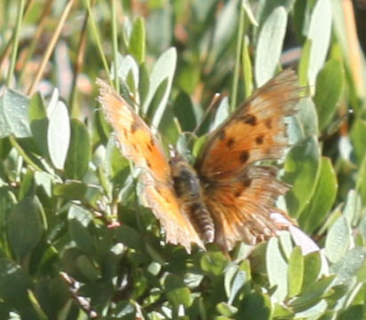iNaturalist observation photo of Commas