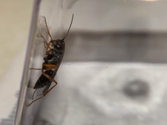 Auplopus mellipes