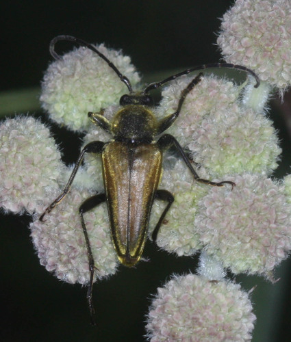 iNaturalist observation photo of Yellow Velvet Beetle