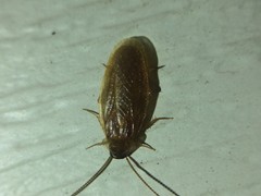 Compsodes schwarzi