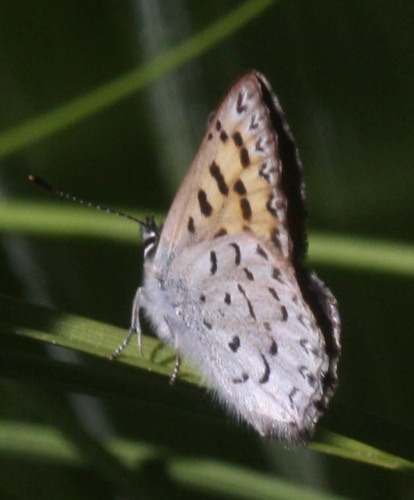 iNaturalist observation photo of Mariposa Copper