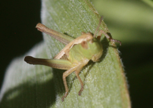 iNaturalist observation photo of Marsh meadow grasshopper