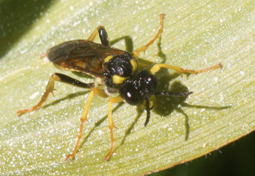 iNaturalist observation photo of Tenthredinoidea