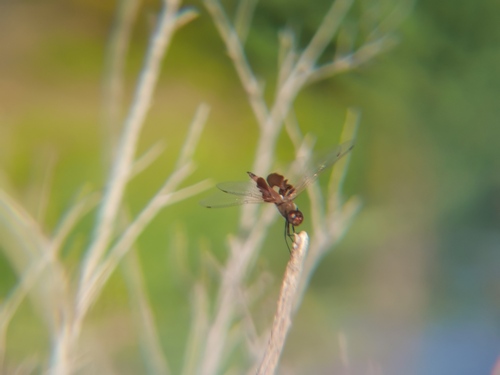 iNaturalist observation photo of Red Saddlebags