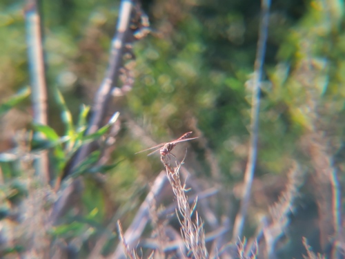 iNaturalist observation photo of Variegated Meadowhawk