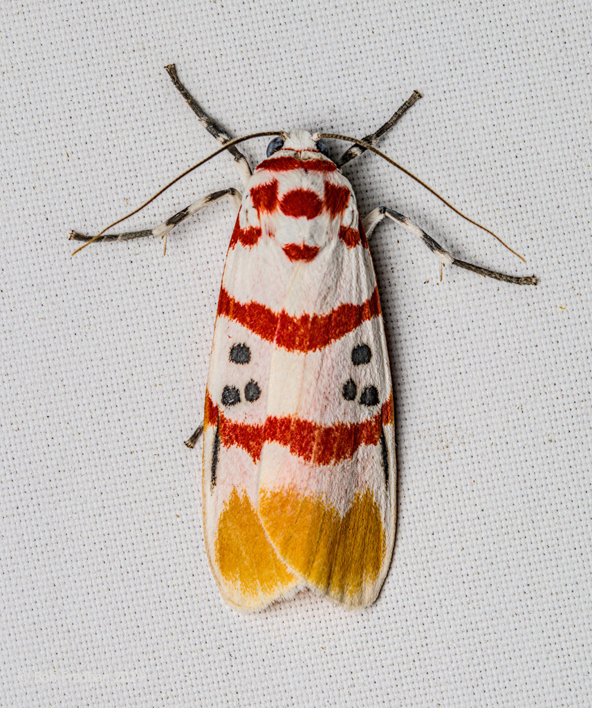 Cyana bellissima