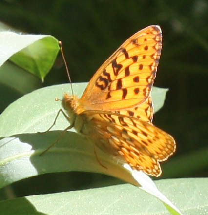 iNaturalist observation photo of Greater Fritillaries