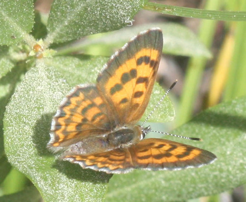 iNaturalist observation photo of Mariposa Copper