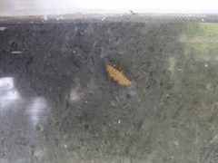 Conogethes