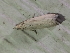 Bactra verutana