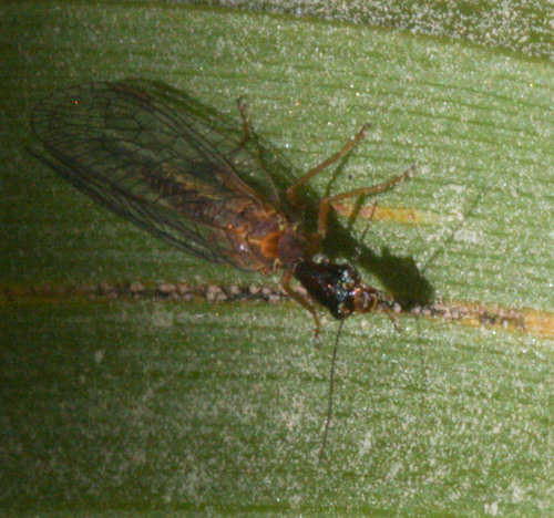 iNaturalist observation photo of Common Snakeflies