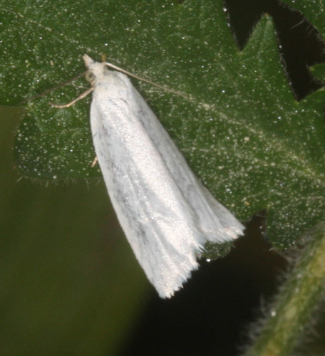 iNaturalist observation photo of Butterflies and Moths