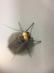 Macrobrochis staudingeri