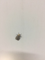 Macrobrochis staudingeri