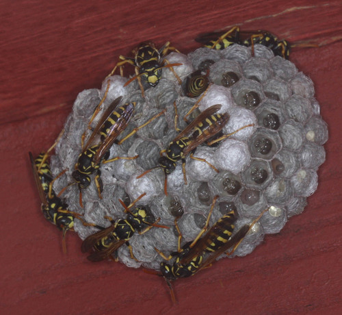 iNaturalist observation photo of European Paper Wasp