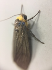 Macrobrochis staudingeri