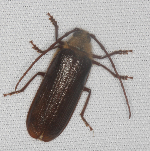iNaturalist observation photo of Hairy Pine Borer