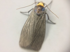 Macrobrochis staudingeri