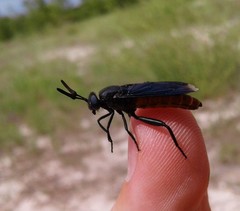 Phyllomydas phyllocerus