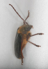 Tragosoma harrisii