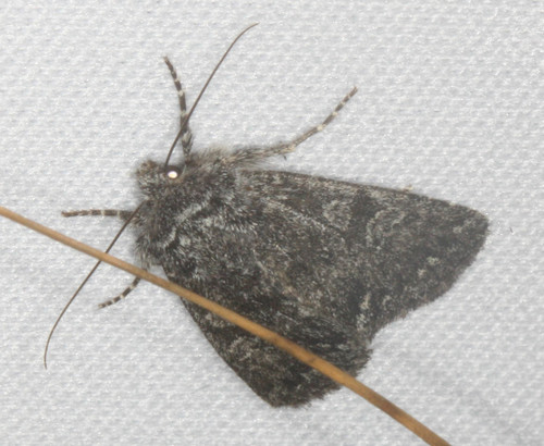 iNaturalist observation photo of Cutworm Moths and Allies