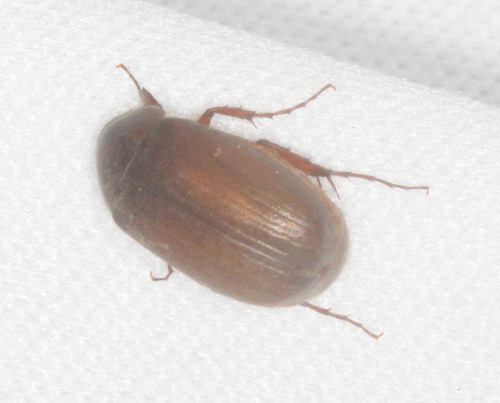 iNaturalist observation photo of Scarabs