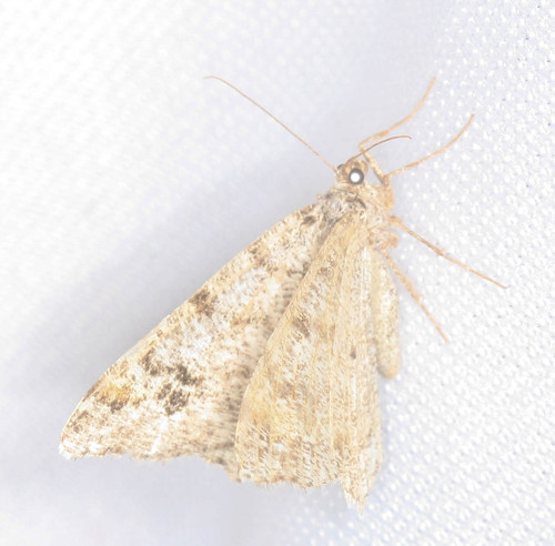 iNaturalist observation photo of Butterflies and Moths