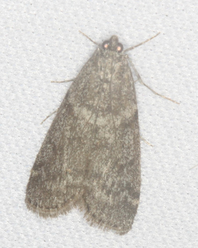 iNaturalist observation photo of Butterflies and Moths