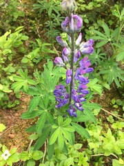 Lupinus arcticus
